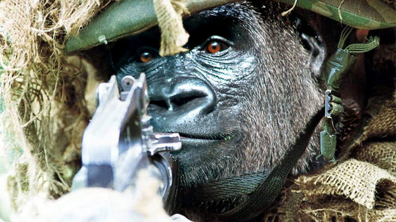 gorilla wearing army clothes and pointing a gun
